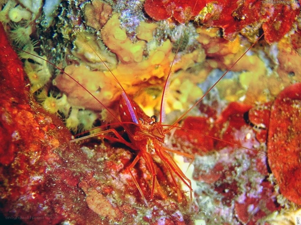 Shrimp on a coral reef