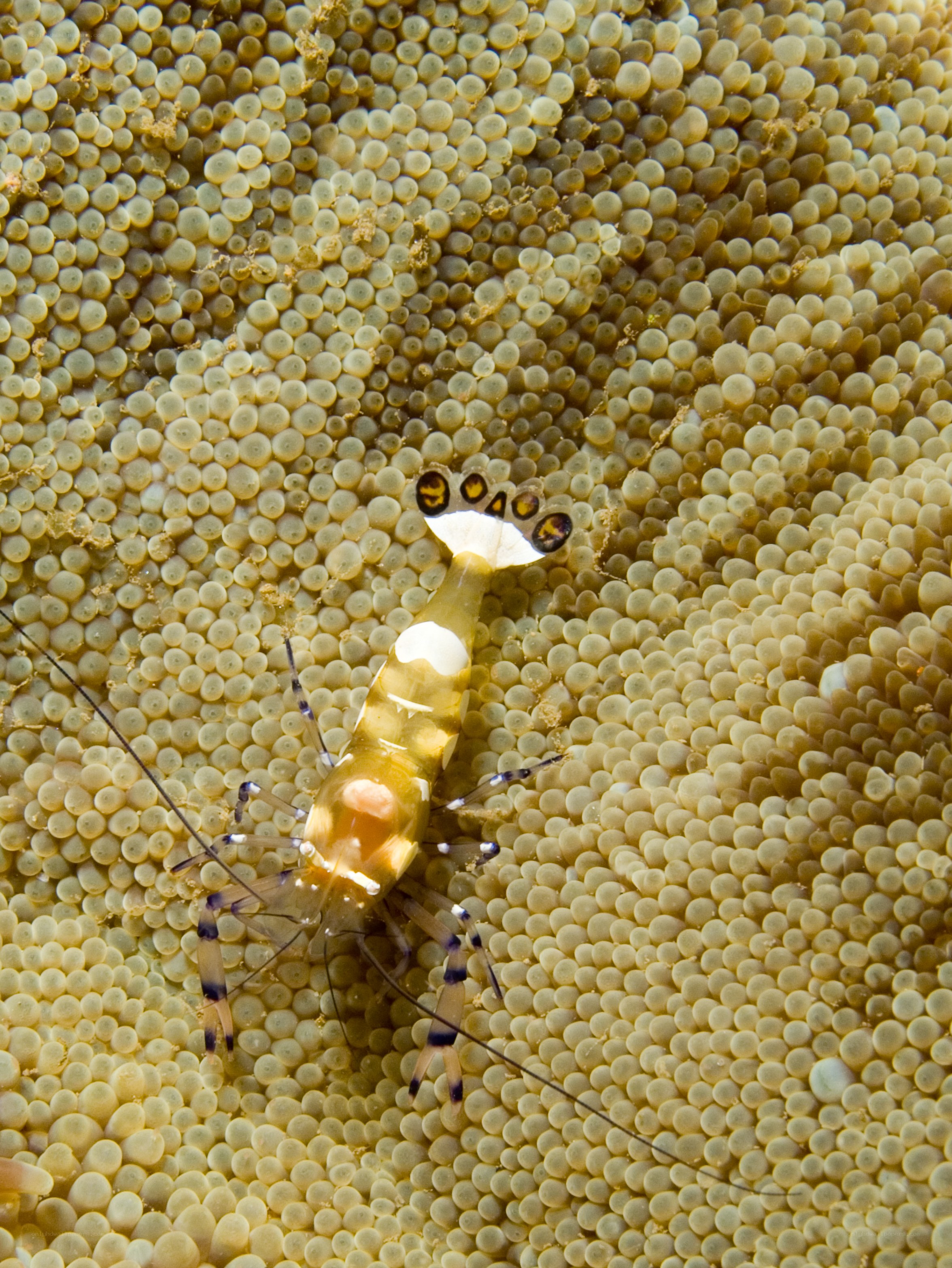 Shrimp on a coral surface
