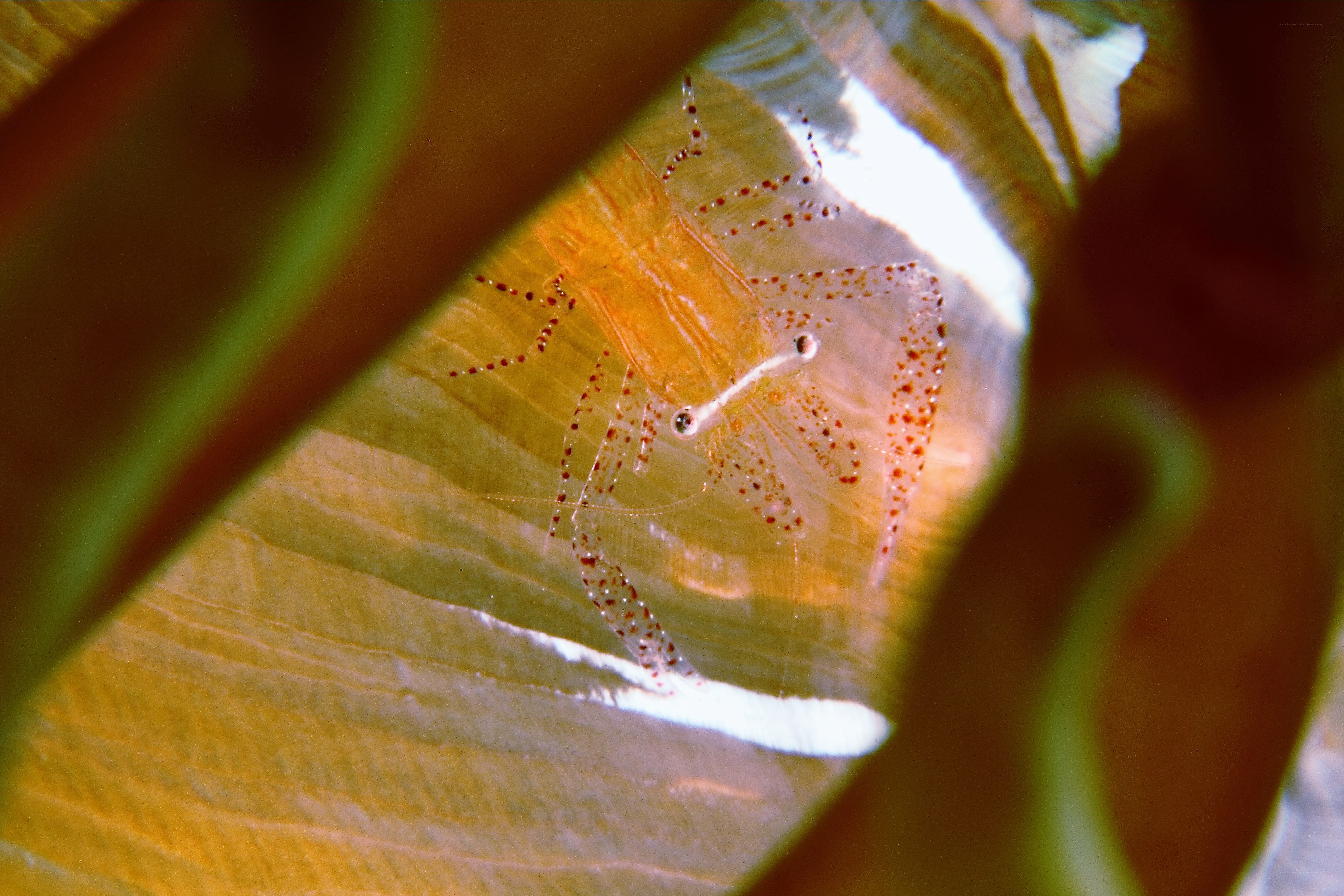 Shrimp on a leaf