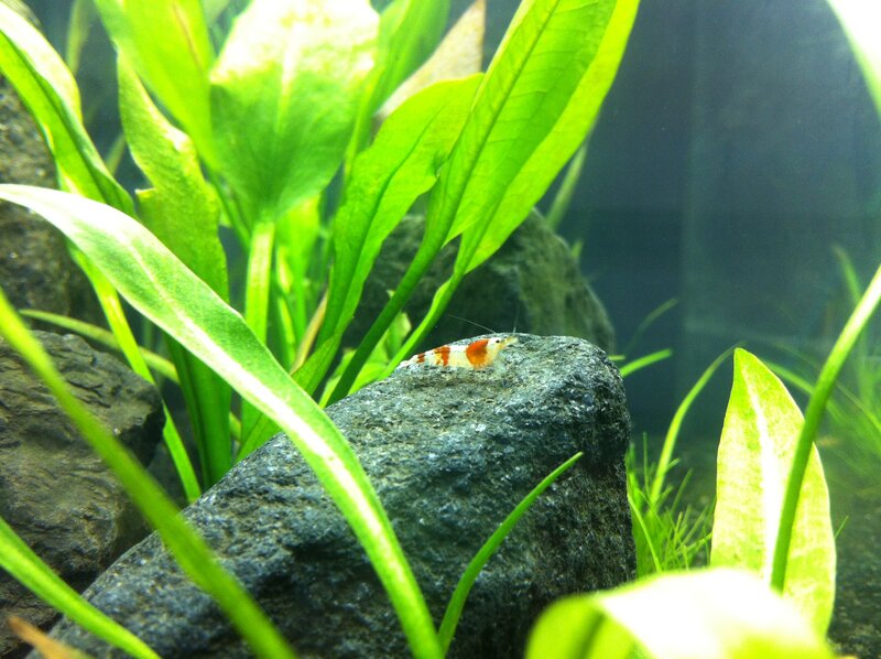 Shrimp on a rock in aquarium