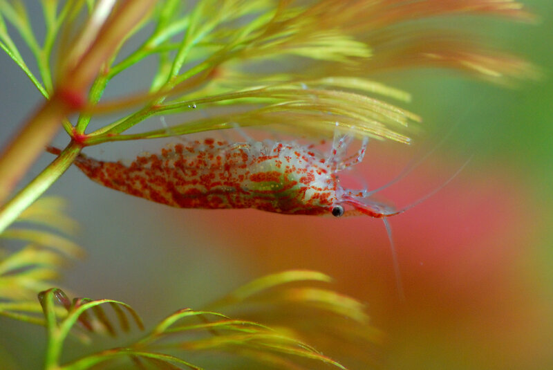 Shrimp on aquatic plant