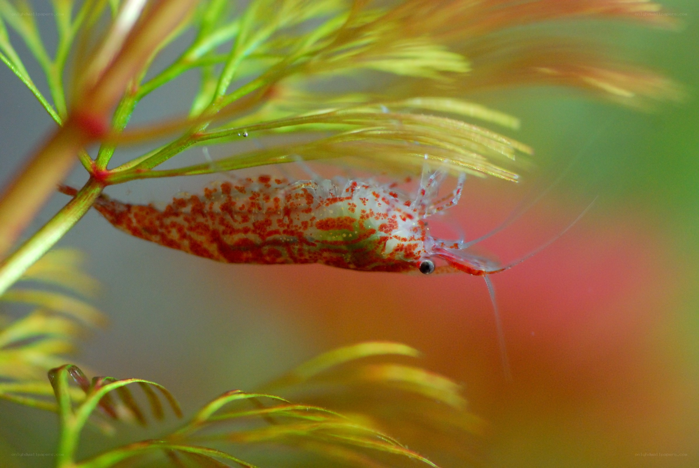 Shrimp on aquatic plant