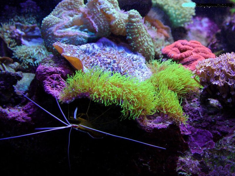 Shrimp on Coral Reef