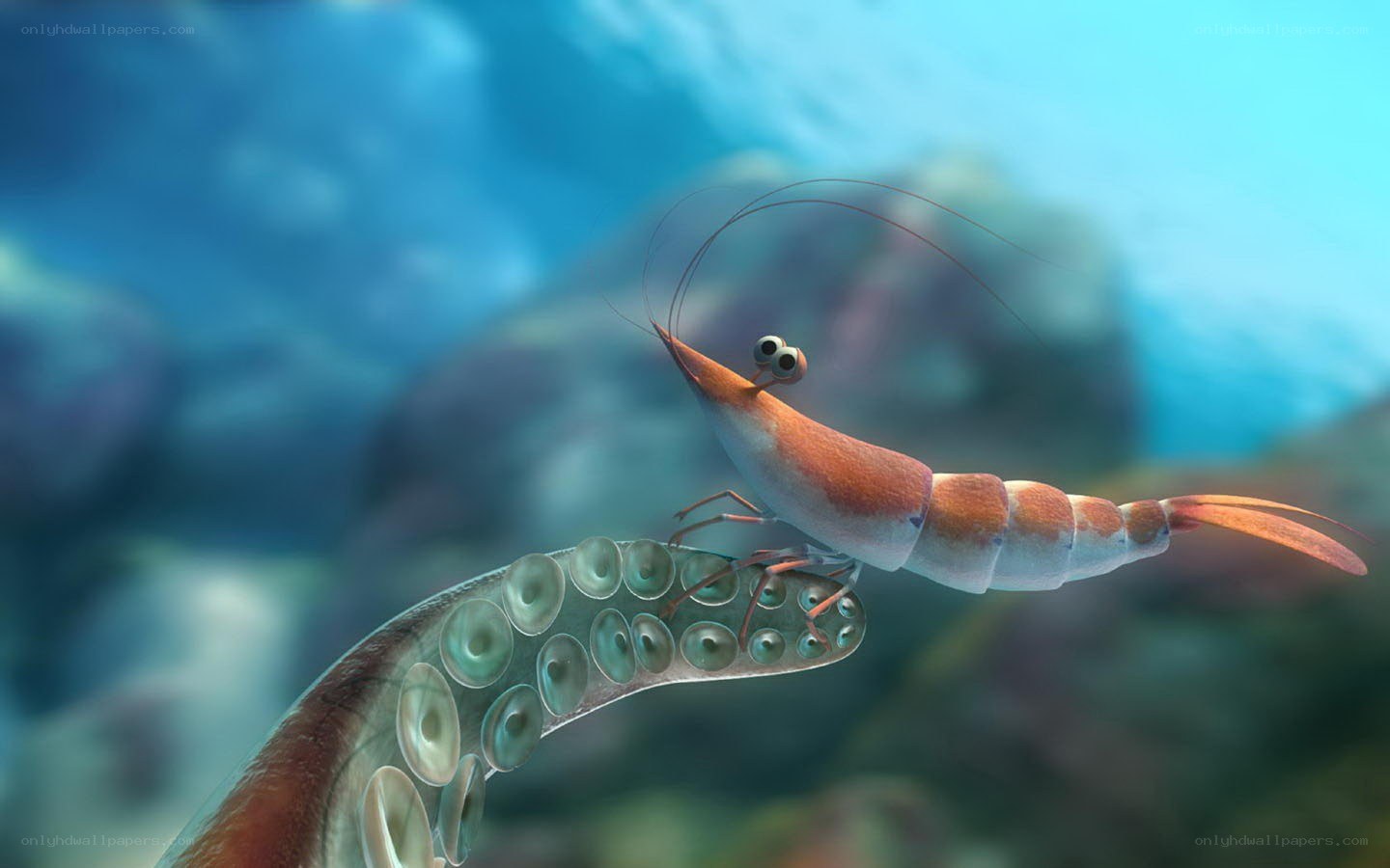 shrimp on octopus tentacle