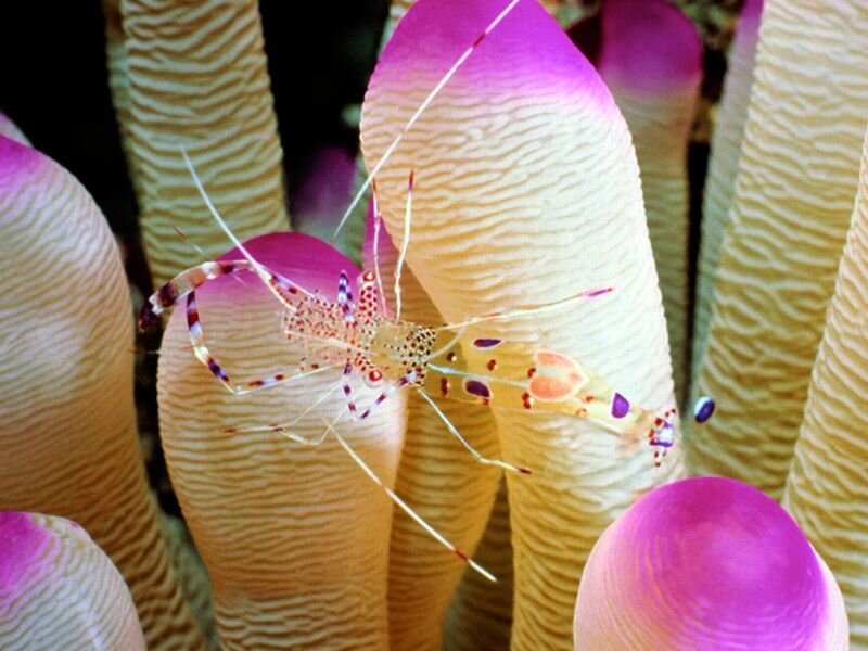 Shrimp on Sea Anemone — Purple