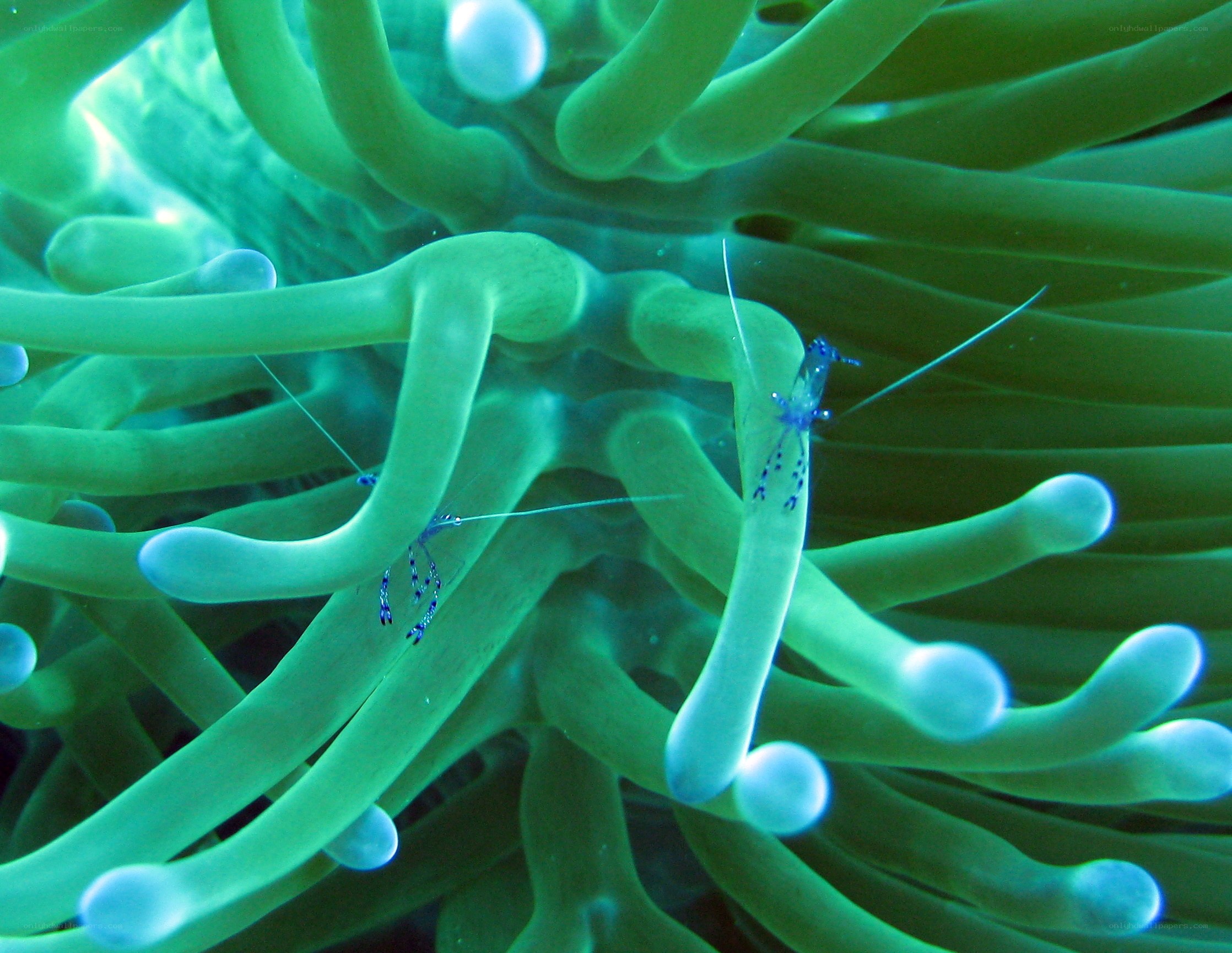 Shrimp on sea anemone