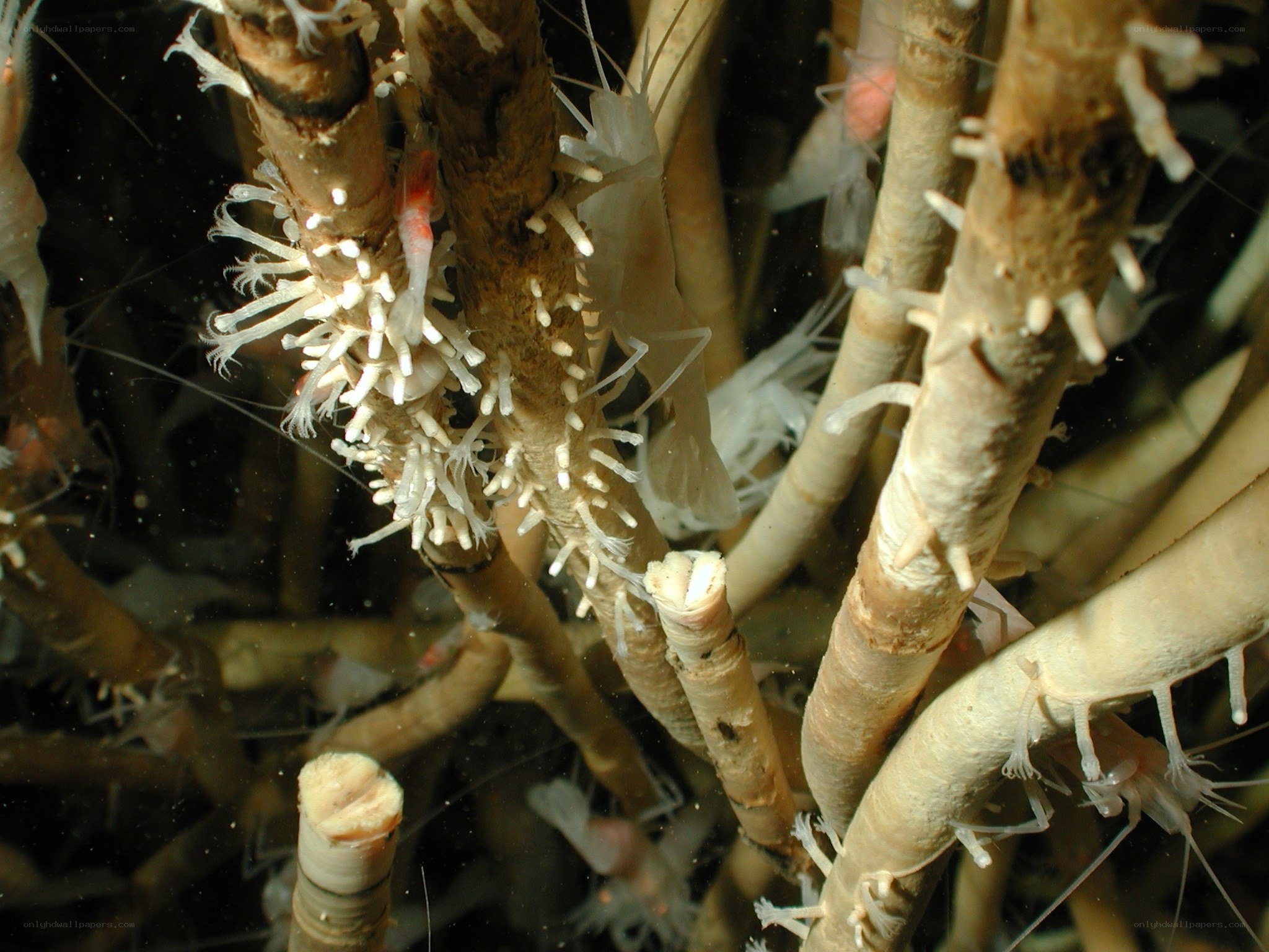 Shrimp on tube worms
