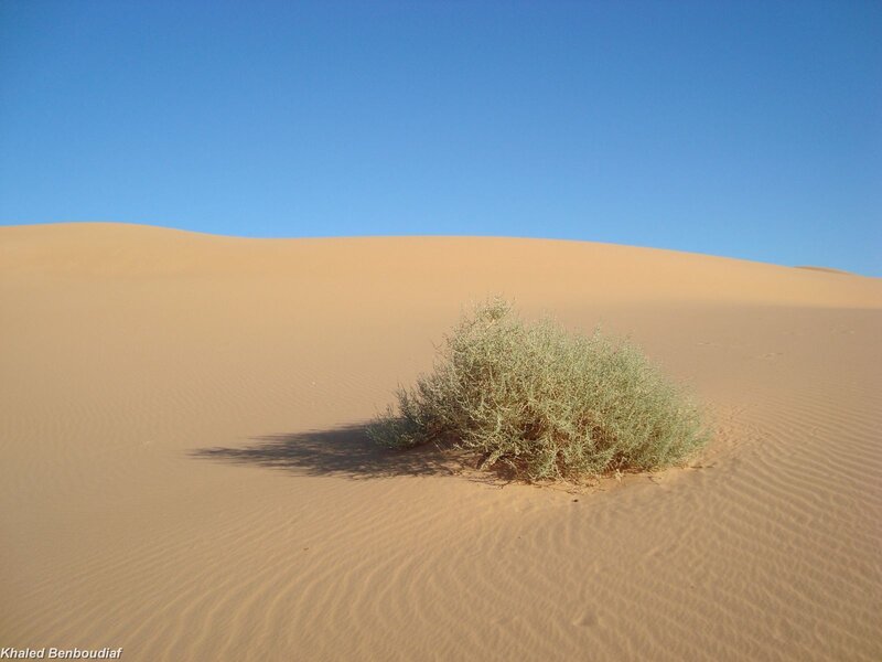 Shrub in Desert Sand