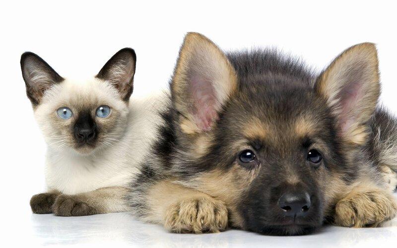 Siamese Cat and German Shepherd Puppy