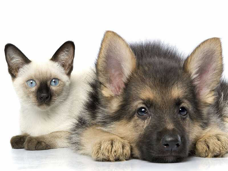 Siamese Cat and German Shepherd Puppy — White, Calm