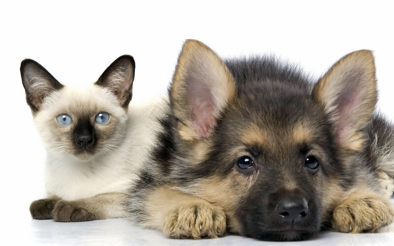 Siamese Cat and German Shepherd Puppy — White