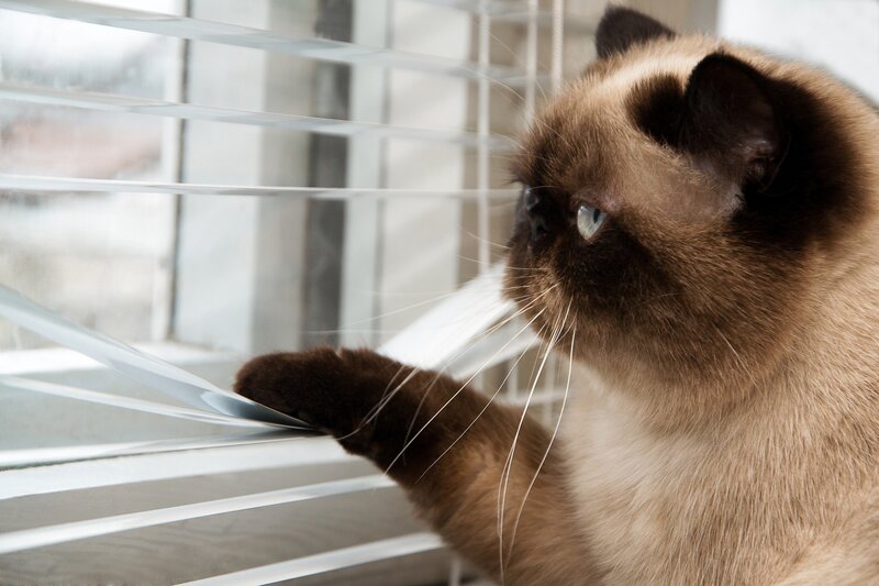 Siamese Cat at Window