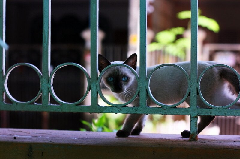 Siamese Cat Behind Fence