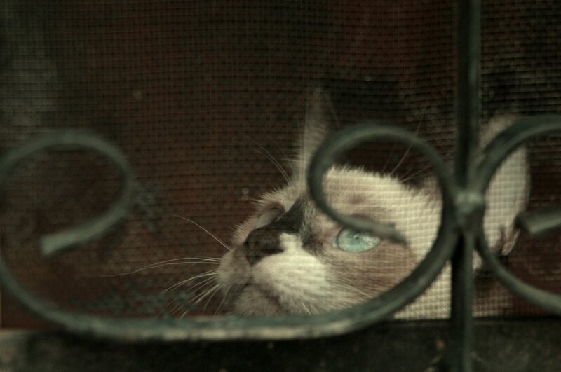 Siamese Cat Behind Screen — Brown