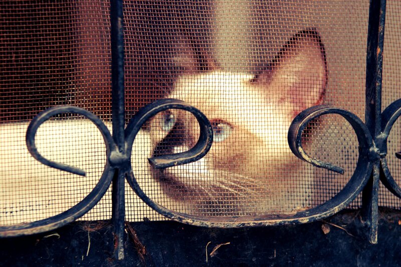 Siamese Cat Behind Screen