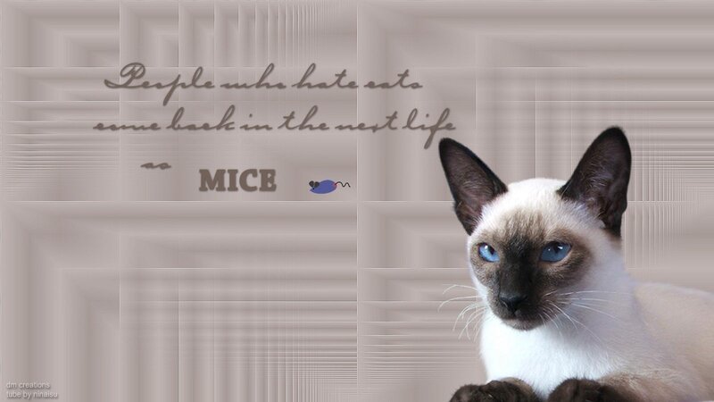 Siamese Cat — Beige, Calm