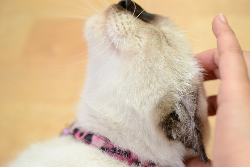 Siamese Cat Being Pet