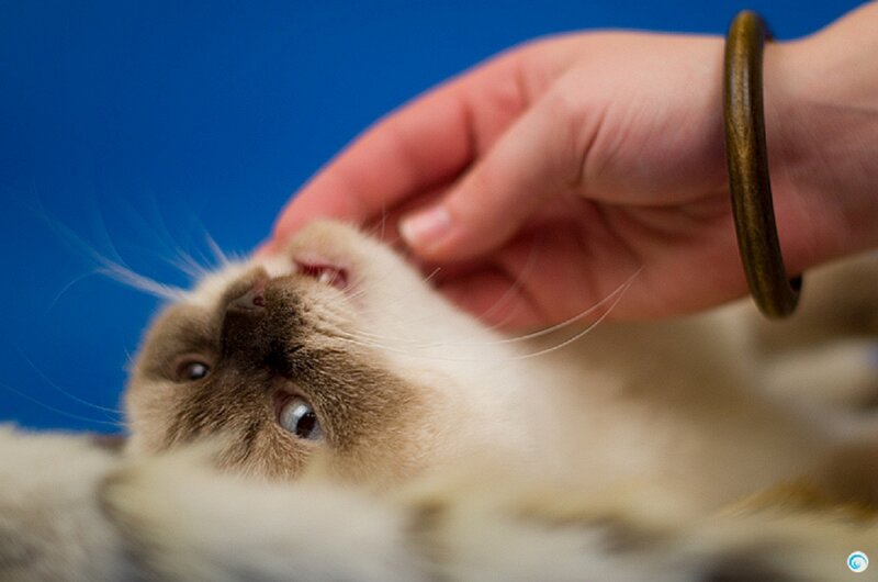 Siamese Cat Being Petted