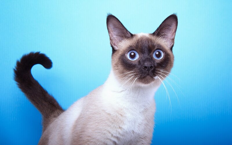 Siamese Cat — Blue, Calm