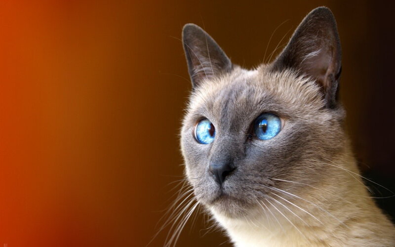 Siamese Cat — Brown, Calm, Photograph, Blue Eyes