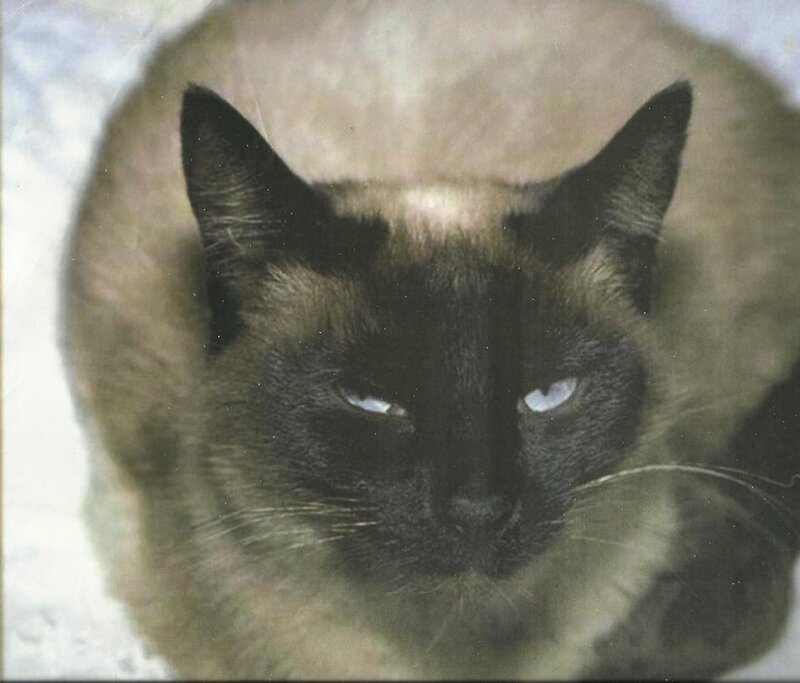 Siamese Cat — Brown, Calm, Photograph, Eyes