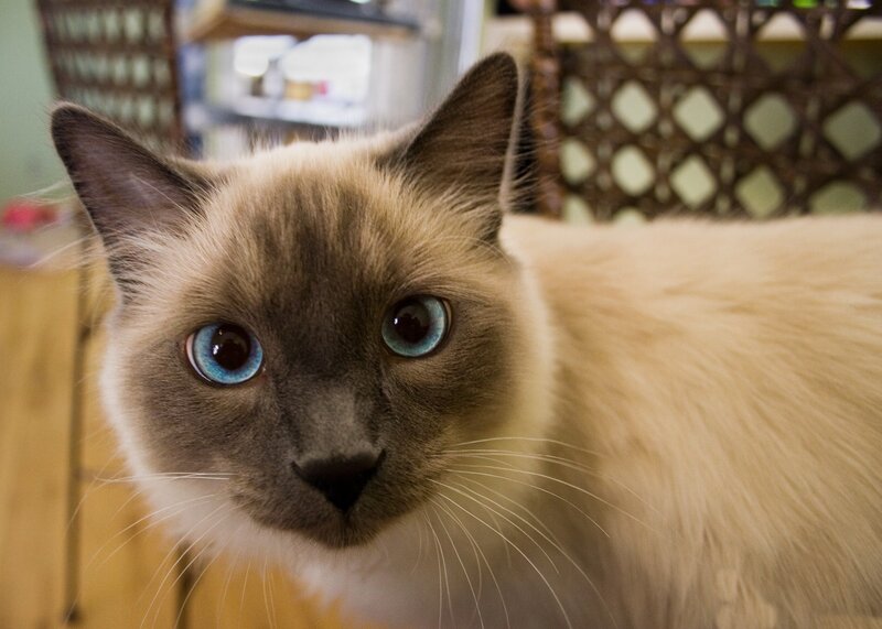 Siamese Cat — Brown, Calm, Photograph