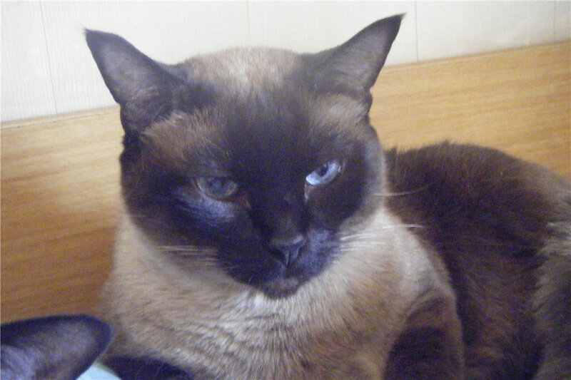 Siamese Cat — Brown, Calm, Photograph, Wooden Surface