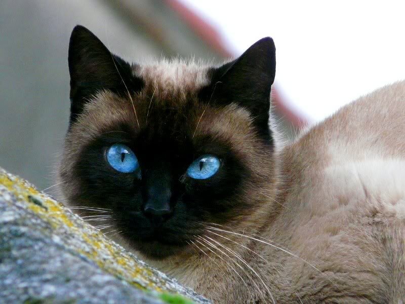 Siamese Cat — Brown, Calm