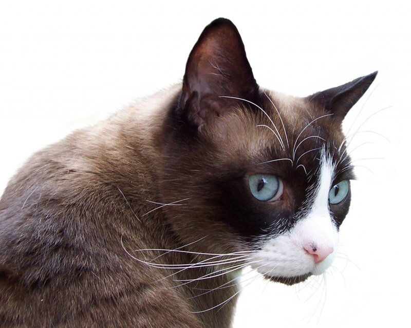 Siamese Cat — Brown, Serious