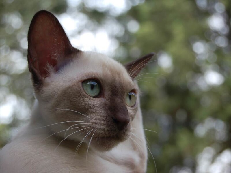 Siamese Cat — Cream