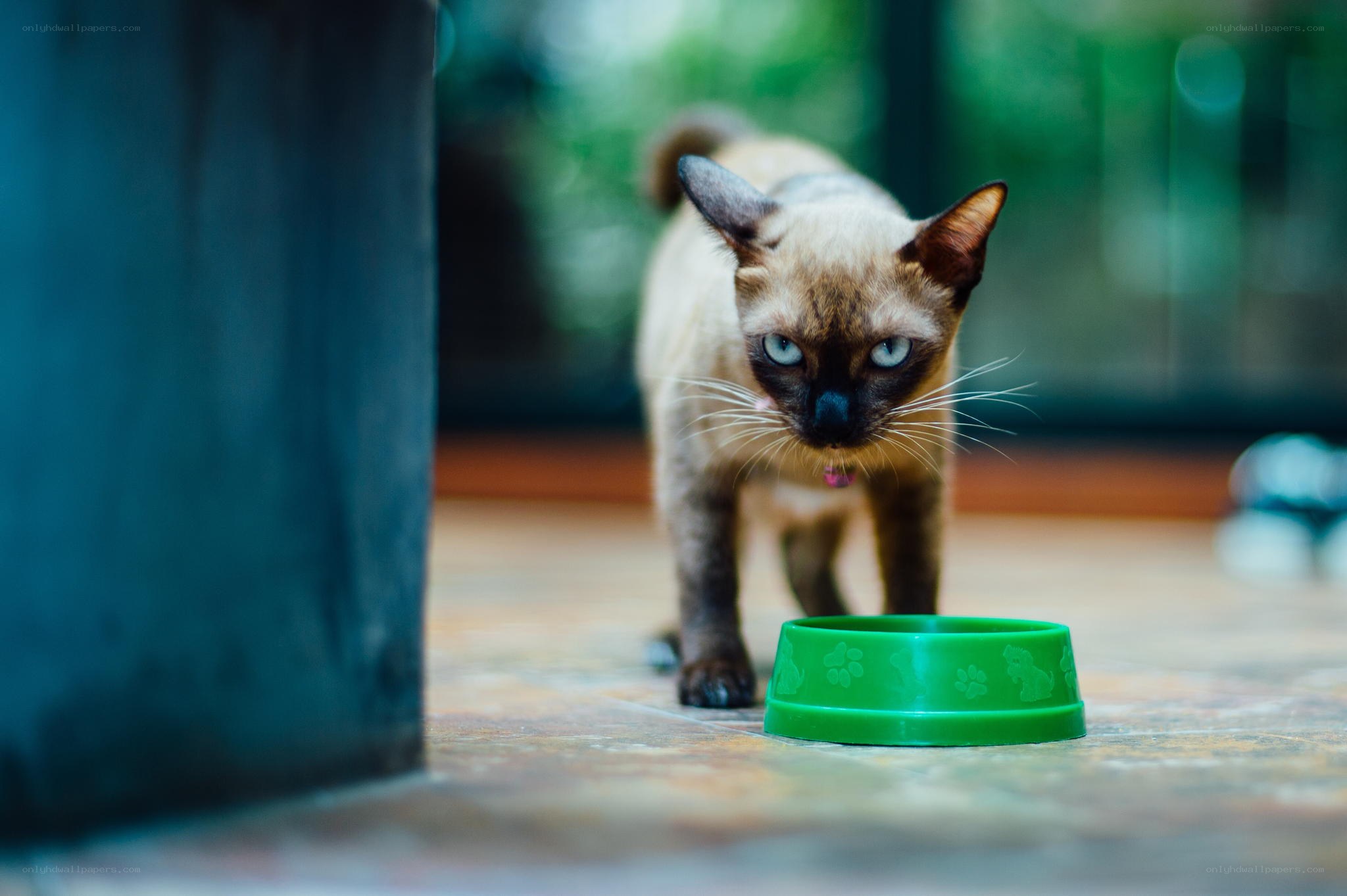 Siamese cat eating from bowl