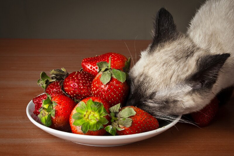 Siamese Cat Eating Strawberries