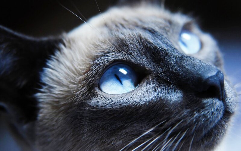 Siamese Cat Face — Blue, Dramatic, Photograph, Eyes