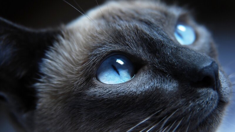 Siamese Cat Face — Blue, Dramatic, Photograph