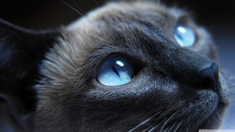 Siamese Cat Face — Blue, Dramatic