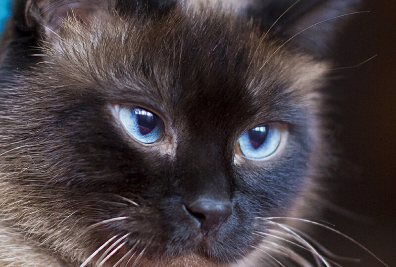Siamese Cat Face — Brown, Calm