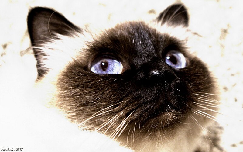 Siamese Cat Face — Brown, Curious
