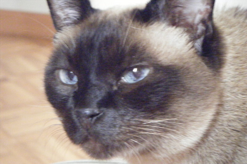 Siamese Cat Face — Brown