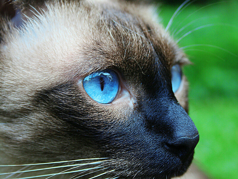 Siamese Cat Face
