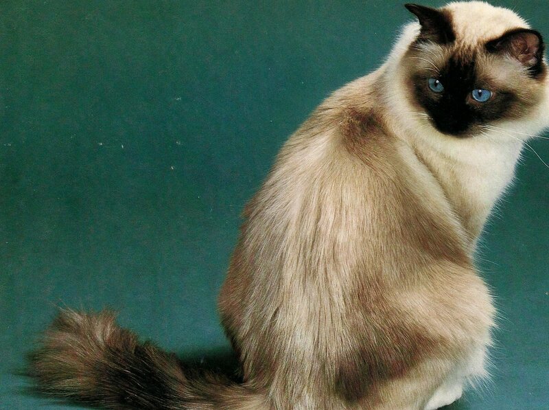 Siamese Cat — Green