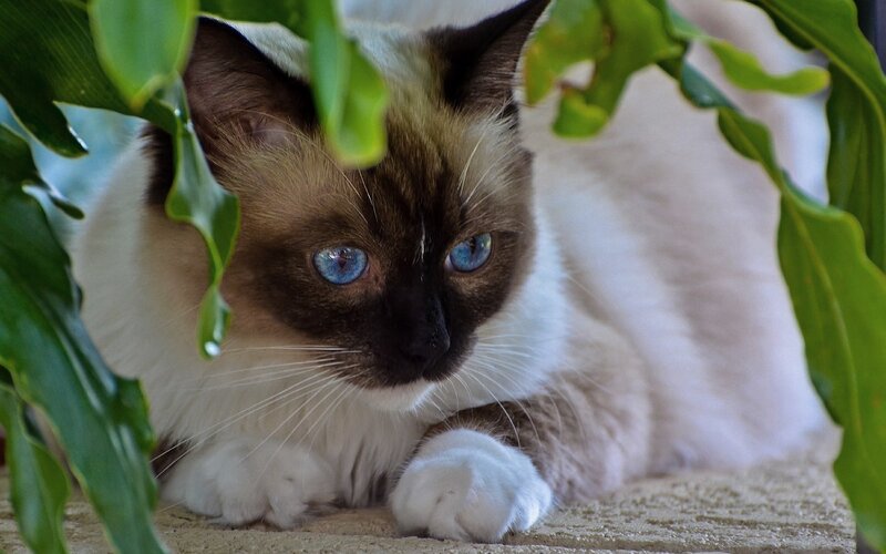 Siamese cat hiding in leaves