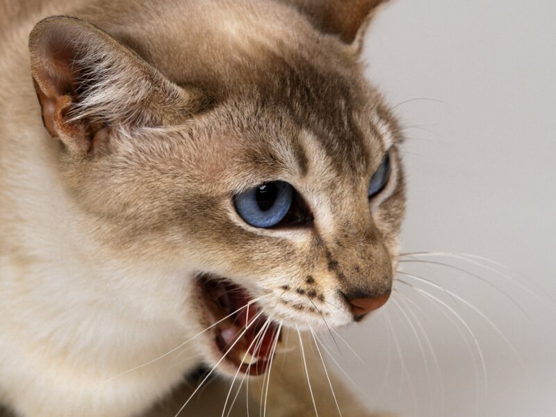 Siamese Cat Hissing