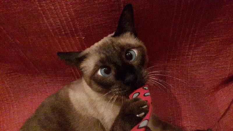 Siamese Cat Holding Toy