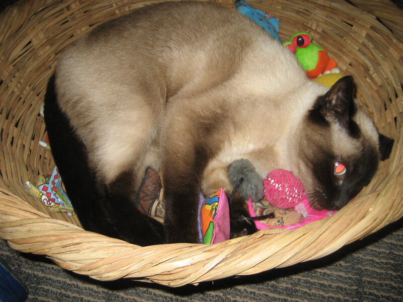 Siamese cat in a basket