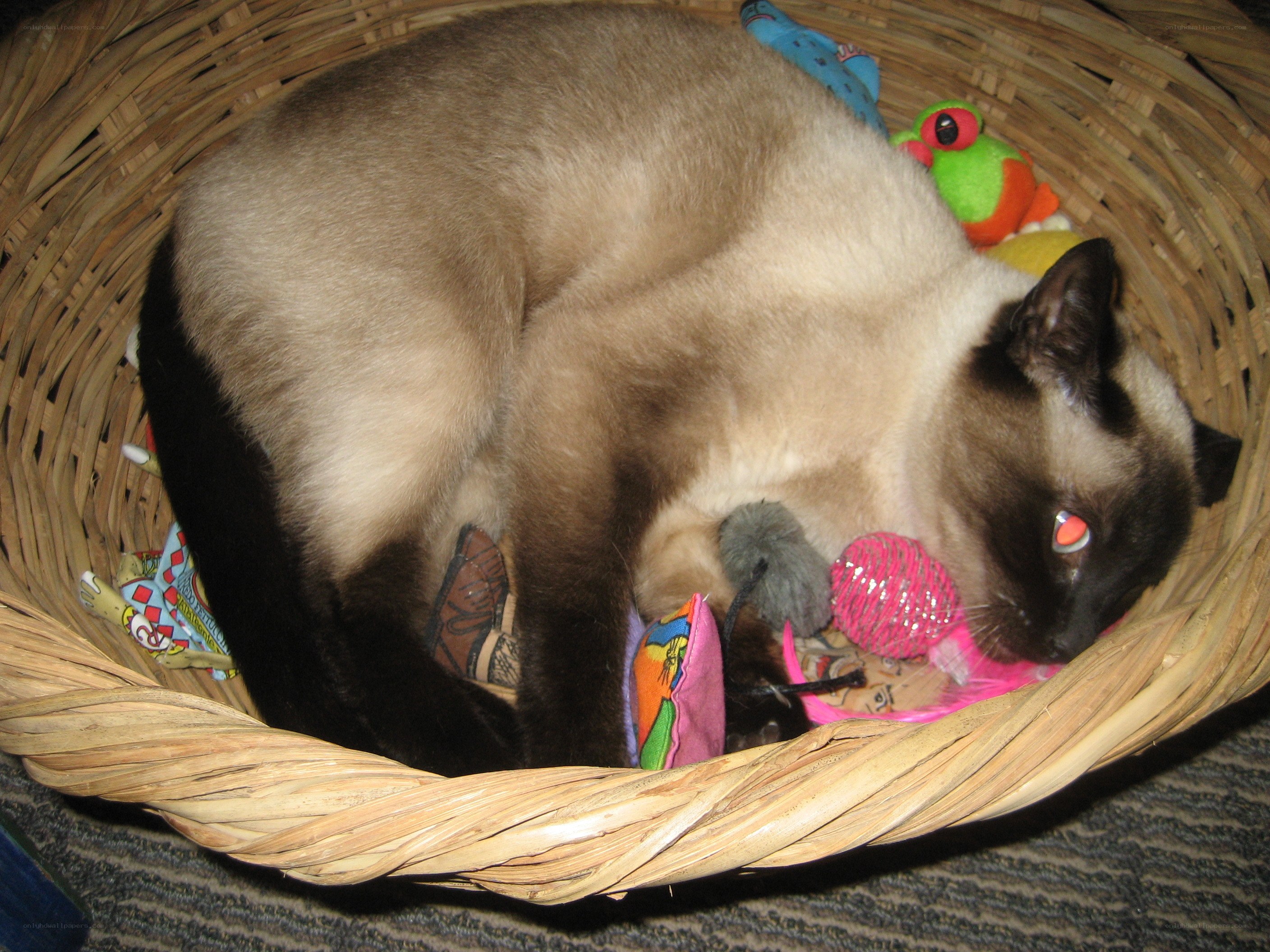 Siamese cat in a basket