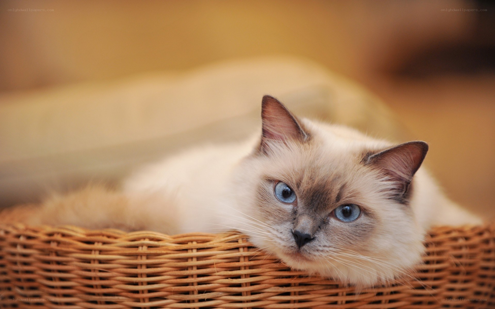 Siamese cat in a basket