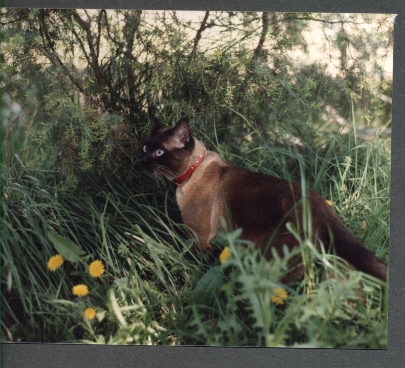 Siamese cat in a garden