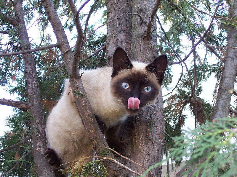 Siamese cat in a tree