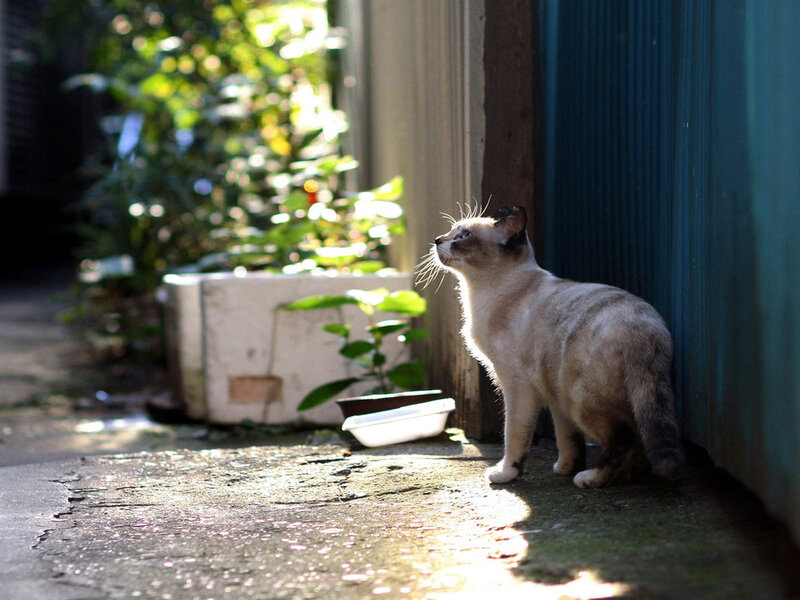 Siamese Cat in Alley
