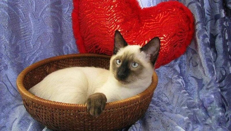 Siamese Cat in Basket — White